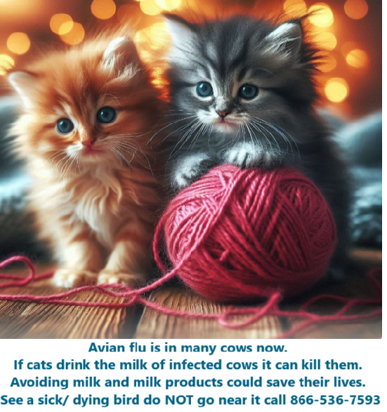 Avian Flu Killing Cats: Lets prevent more deaths